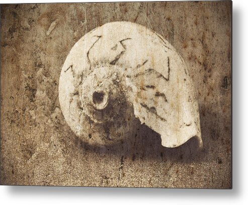 Sea Shell Metal Print featuring the photograph Sea Shell on the Beach by Maria Heyens