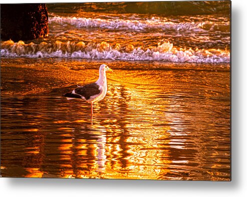 Seagull Metal Print featuring the photograph Seagul reflects on a Golden Molten Shore by Denise Dube