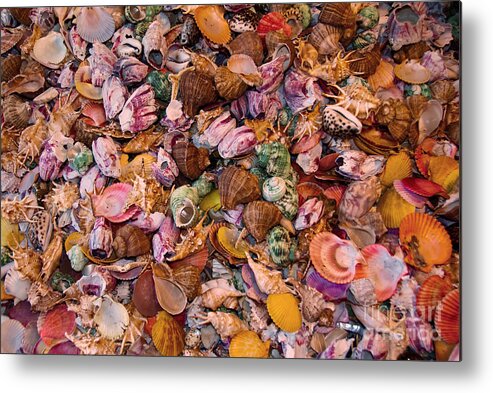 Seashells Metal Print featuring the photograph Seashells by Anthony Sacco