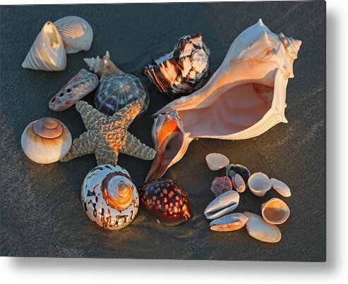 Sea Shells Metal Print featuring the photograph Seashells at Sunset II by Suzanne Gaff