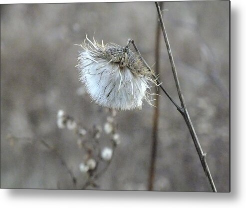 Nature Metal Print featuring the photograph Seasons Change by Peggy King