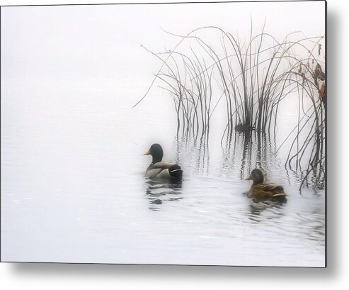 Ducks Metal Print featuring the photograph Serene Moments by Karol Livote