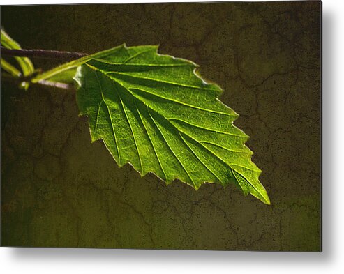 Leaf Metal Print featuring the photograph Shadows and Light Of The Leaf by Sandi OReilly