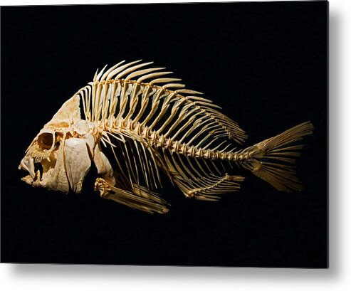 Animal Metal Print featuring the photograph Sheepshead Fish Skeleton by Millard H. Sharp