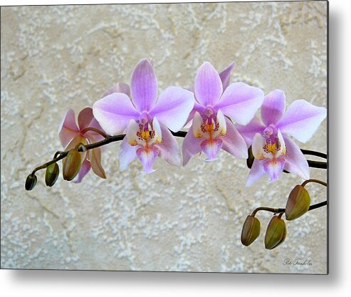 Flower Metal Print featuring the photograph Shilleriana by Pete Trenholm