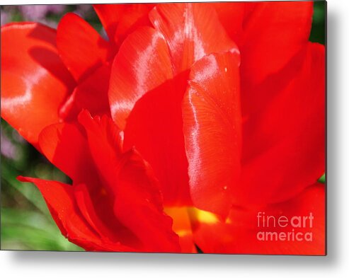  Metal Print featuring the photograph Shining Tulip by Sharron Cuthbertson