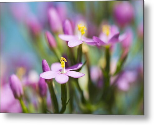 Nature Metal Print featuring the photograph Show Time 3 by Steven Poulton