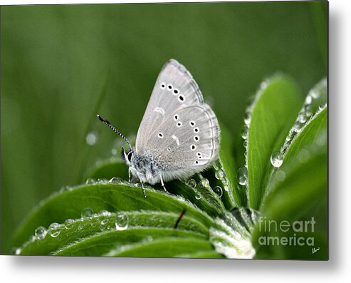 Macro Metal Print featuring the photograph Silver Butterfly by Alana Ranney