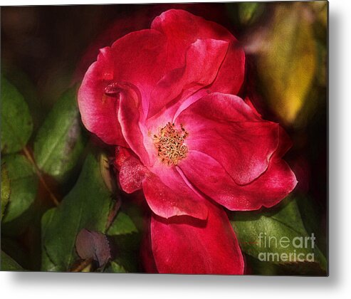 Deborah Benoit Metal Print featuring the photograph Simple Rose by Deborah Benoit