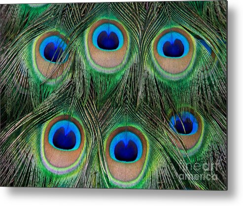 Peacock Metal Print featuring the photograph Six Eyes by Sabrina L Ryan