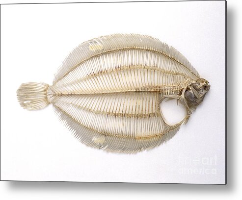 Anatomy Metal Print featuring the photograph Skeleton Of Lemon Sole Fish by Colin Keates / Dorling Kindersley / Natural History Museum, London