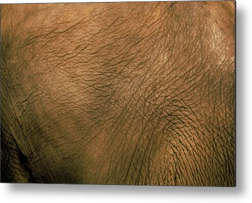 Elephant Metal Print featuring the photograph Skin Of An African Elephant (loxodonta Africana) by Pascal Goetgheluck/science Photo Library