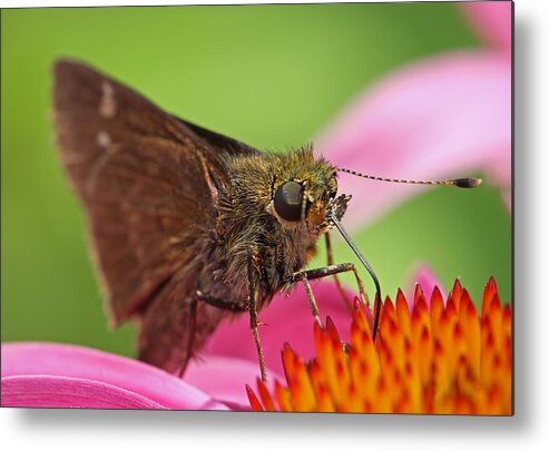 Moth Metal Print featuring the photograph Skipper Moth by Juergen Roth