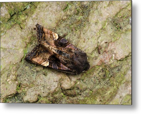 Insect Metal Print featuring the photograph Small Angle Shades Moth by Nigel Downer