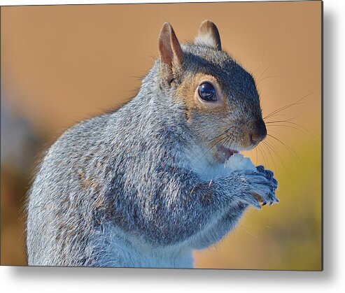 Animals Metal Print featuring the photograph Snack Time by Thomas MacPherson Jr