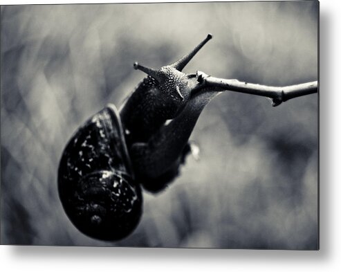 Snail Metal Print featuring the photograph Snail V by Grebo Gray