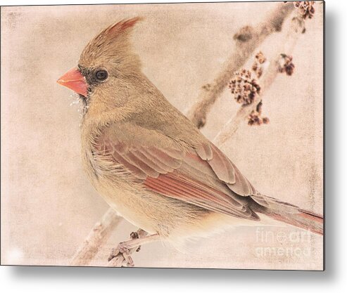 Bird Metal Print featuring the photograph Snow Bearded Lady by Pam Holdsworth