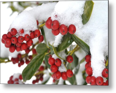 Holly Metal Print featuring the photograph Snow Berries by George Taylor