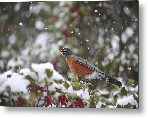 Snow Metal Print featuring the photograph Snow Bird by Terry DeLuco