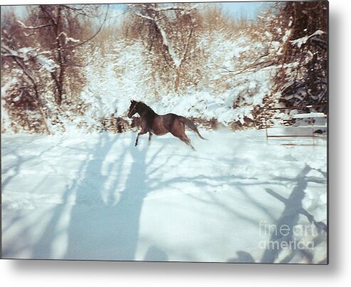 Photograph Metal Print featuring the photograph Snow Lover by Catherine Howley