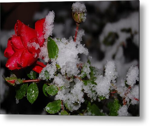 Flower Metal Print featuring the photograph Snow Rose by Mim White