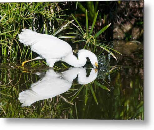 Snowy Egret Reflection Pond Bird White Splash Wading Nature Wildlife Heron Crane Water Green Egretta Thula Metal Print featuring the photograph Snowy Egret with Reflection by Avian Resources