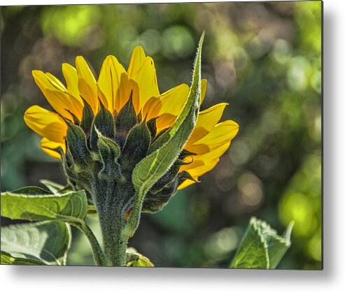 Sunflower Metal Print featuring the photograph So Long Summer by Cathy Kovarik