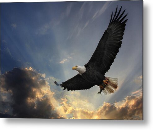 Bird Metal Print featuring the photograph Soar to new heights by Lori Deiter