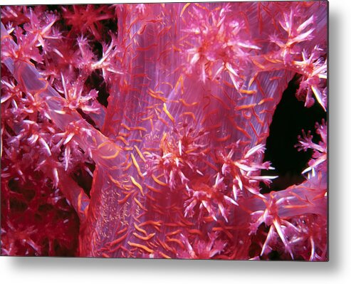 Micronesia Metal Print featuring the photograph Soft Corals 8 by Dawn Eshelman