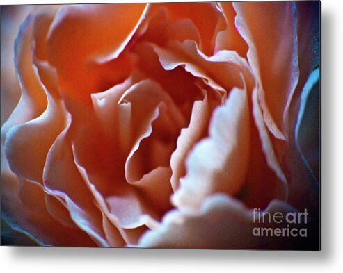 Flower Metal Print featuring the photograph Soft Petals by Ron Roberts