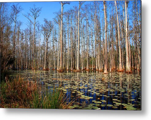 Photography Metal Print featuring the photograph South Carolina Swamps by Susanne Van Hulst