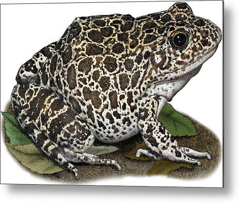 Southern Crawfish Frog Metal Print featuring the photograph Southern Crawfish Frog, Illustration by Roger Hall
