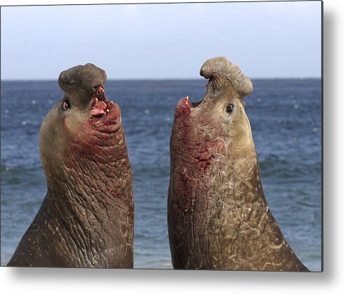 Feb0514 Metal Print featuring the photograph Southern Elephant Seal Males Competing by Hiroya Minakuchi