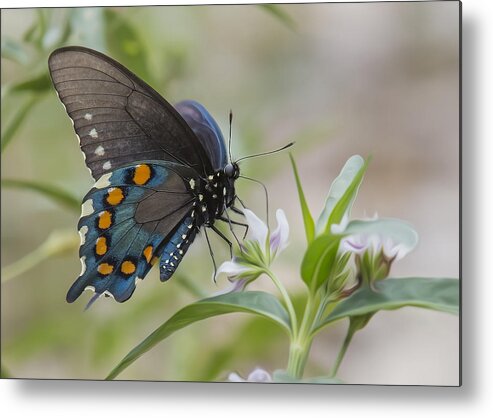 Insect Metal Print featuring the photograph Spicebush In Wildflowers by Bill and Linda Tiepelman