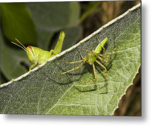 Grasshopper Metal Print featuring the photograph Spider-Grasshopper Standoff by Steven Schwartzman