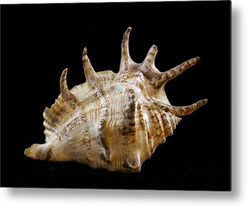 Shell Metal Print featuring the photograph Spikes back side by Jean Noren