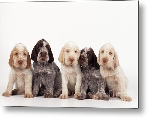 Dog Metal Print featuring the photograph Spinone Puppy Dogs by John Daniels