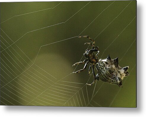 Spider Metal Print featuring the photograph Spiny Backed Orb Weaver by Tom Cameron