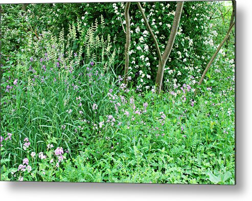 Spring Forest Metal Print featuring the photograph Spring Forest by Lila Fisher-Wenzel
