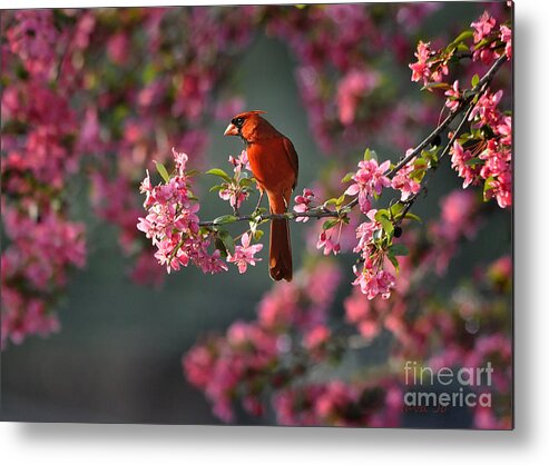 Nature Metal Print featuring the photograph Spring Morning Cardinal by Nava Thompson