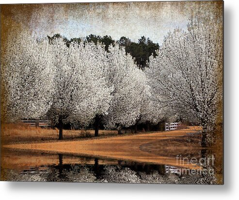 Flowers Metal Print featuring the photograph Spring Pear Blossoms by Kathy Baccari