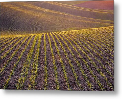 Palouse Metal Print featuring the photograph Spring Rows by Doug Davidson