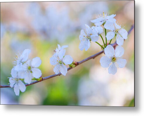 Cherry Metal Print featuring the photograph Spring Whisper by Jenny Rainbow