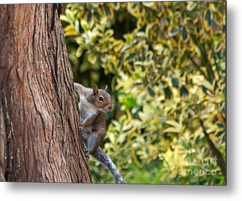 Kate Brown Metal Print featuring the photograph Squirrel by Kate Brown