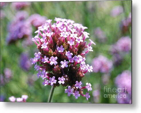 Flower Metal Print featuring the photograph Standing Out by Eunice Miller