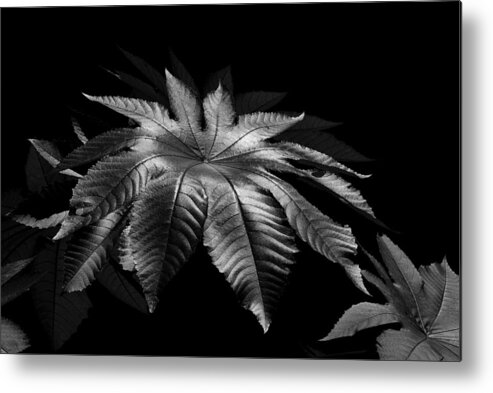 Leaf Metal Print featuring the photograph Star Leaf by Lorenzo Cassina