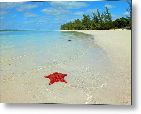 Duane Mccullough Metal Print featuring the photograph Starfish 5 of Bottom Harbour Sound by Duane McCullough