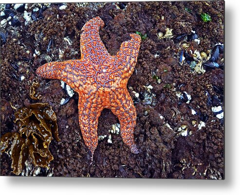 Starfish Metal Print featuring the photograph Starfish - Oregon Coastline by George Bostian