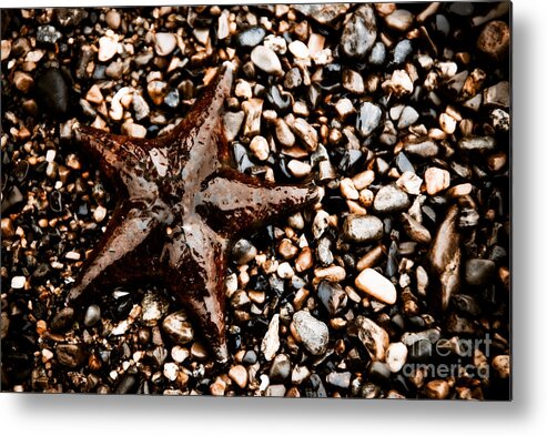Beauty In Nature Metal Print featuring the photograph Stranded Sea Star by Venetta Archer