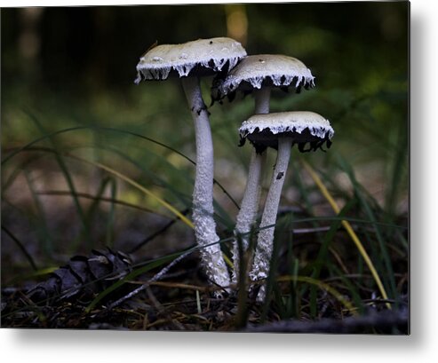 Stropharia Ambigua Metal Print featuring the photograph Stropharia ambigua by Betty Depee